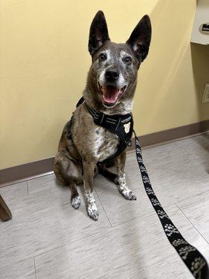 Cabo (Australian Cattle Dog)