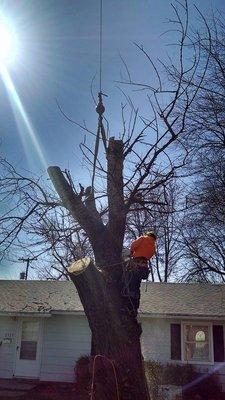 We can help you with your tree whether it needs trimming or removal.