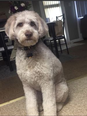 Photo of my dog at his last hair cut, from a different groomer.