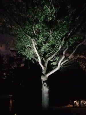 Moonlight on my Oak Tree. Courtesy of Moonlight Landscape Illumination