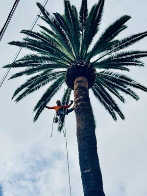 JMV Tree Service