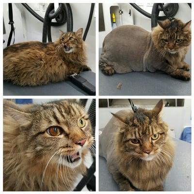 Such a beautiful boy. 40lb mainecoon