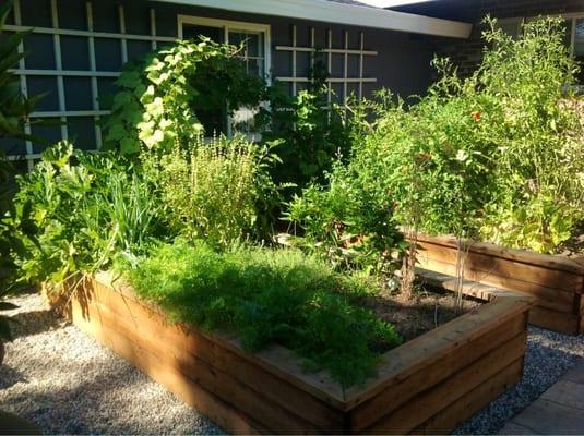 Raised vegetable beds.