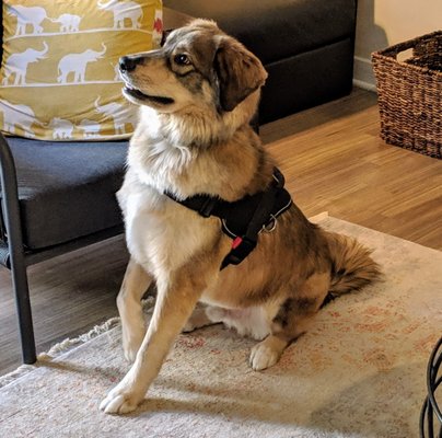 Boba, a husky pit lab mix from Metuchen 2