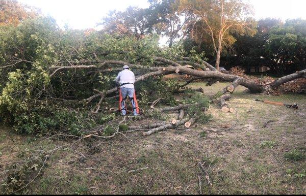 Tree removal and haul offs same day