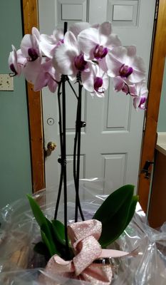 Beautiful Orchid Plant