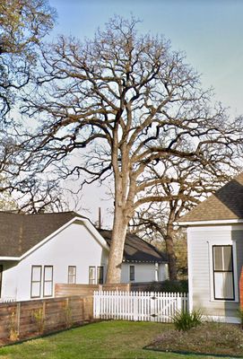 Death big oak 70 ft tall removal