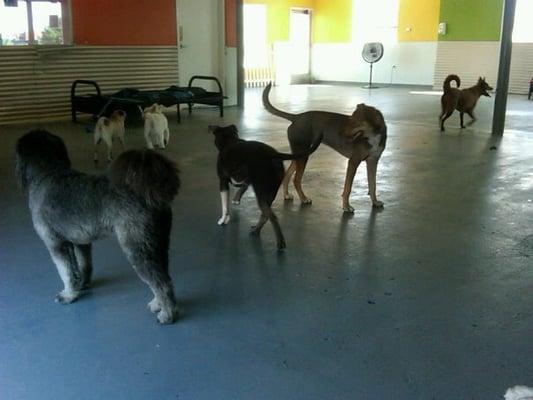 Happy Puppies at K9 Playland Doggy Daycare!