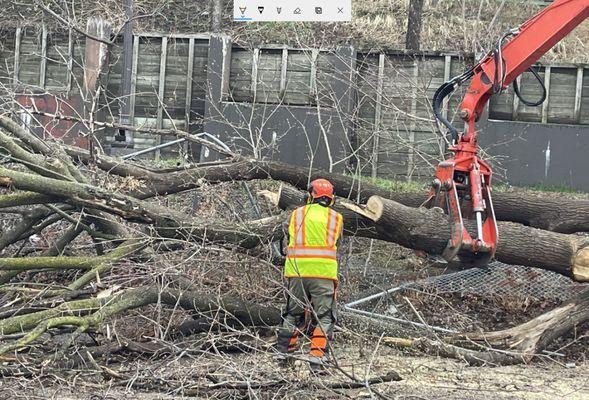 removing a fallen tree in minneapolis mn