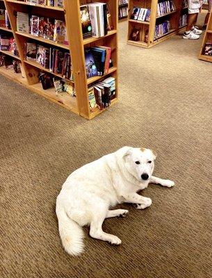 Bookstore doggo.