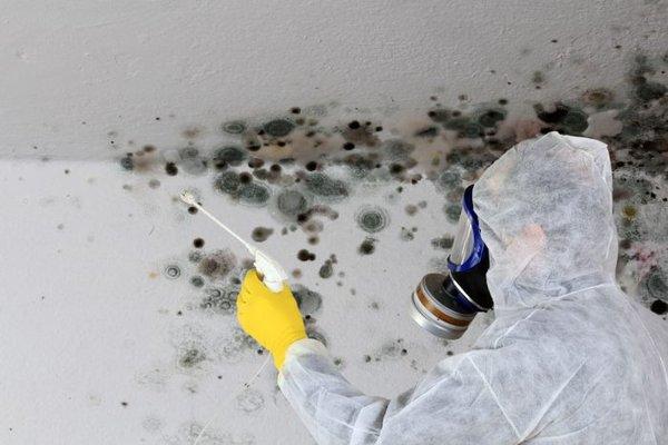 Ahold of Mold Environmental