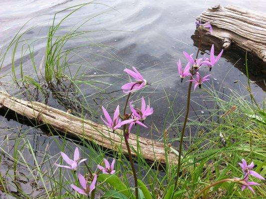 Irish Lake