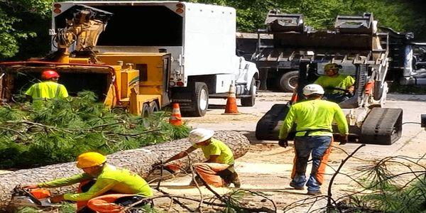 Remove Trees Virginia Beach, The Benefits of Maintaining the Health of Your Trees Virginia Beach, Tree Removal Virginia Beach, Tree Removal