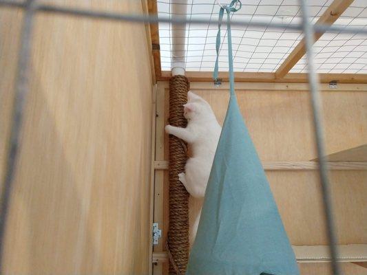 SnowFang climbing the pole in one of our cat rooms.