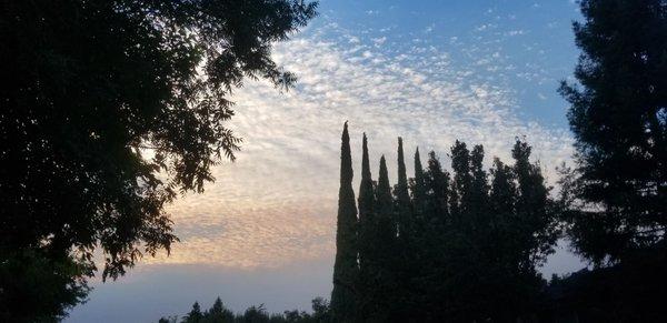 Sunset and trees