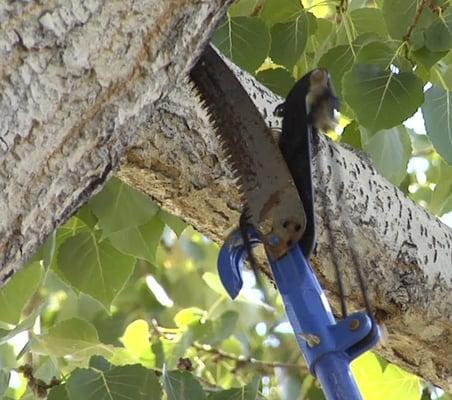 Tree Trimming in Lexington, SC