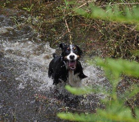 Penny, English springer spaniel - safe ponds for swimming & splashing