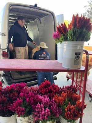 Localy grown celiosa delivery.