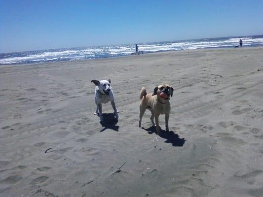 Pepper and Blue playing at beach at Fort Funston!!! Yay We love dgdgwalking@gmail.com/650-290-0663