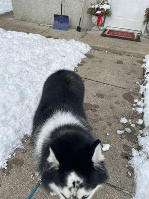 Akira the husky