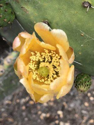 Cactus in bloom