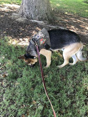 Lots of shade trees and cool green grass for your puppy to enjoy.