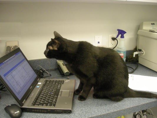 Clinic cat, Mo, checking the appointment schedule.