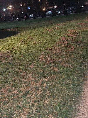 Look How They Cut The Grass. Lazy. If You Have Severe Allergies Good Luck.