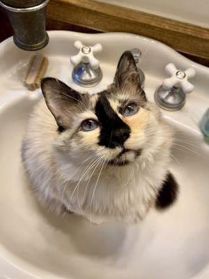 Kitty in the sink.