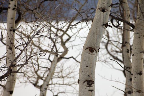 Eye See a Tree....