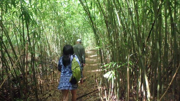 On our Hana Day, we hiked in Bamboo Forests!!  So awesome!