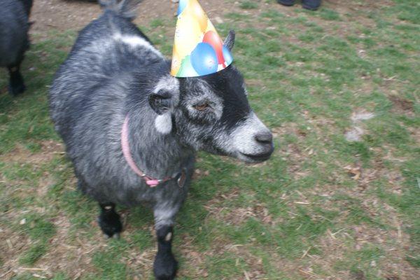 Our goats have fun too.