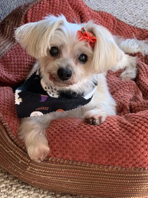 Daisy and her tongue approve her new hair cut!