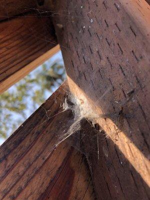 Webs and egg cases everywhere