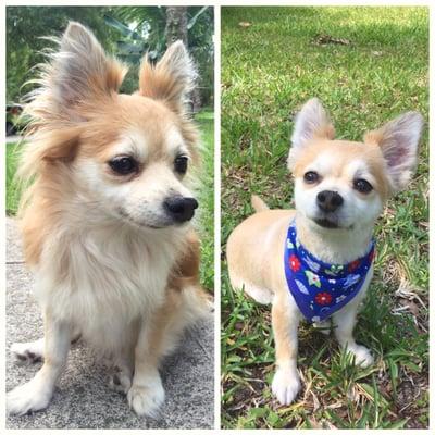 Tyson before (left) Katie groomed him, and after (right). Now he's ready for the summer!