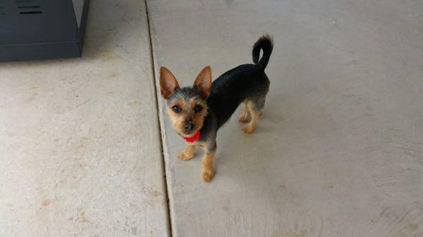 Maddie Mae after her hair cut.