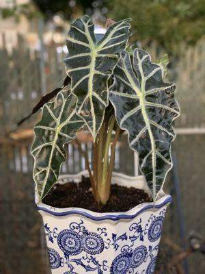 Alocasia 'Polly'