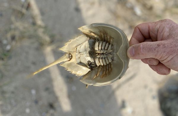 Tiny horseshoe crab.