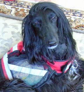 Angel, wearing her vest with patches that say, "I am a service dog."