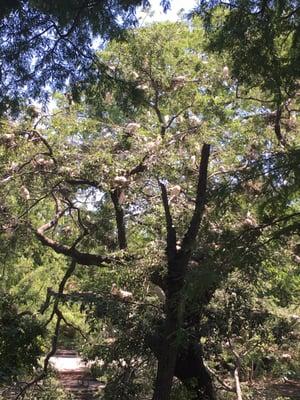 Trees full of nests.