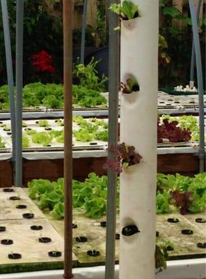 Aquaponics backyard system