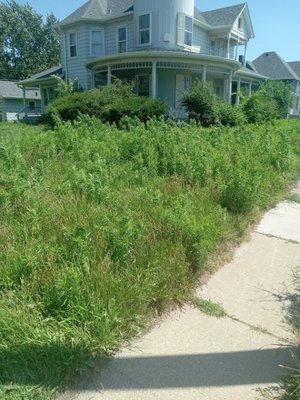 Tallest yard I've had to mow