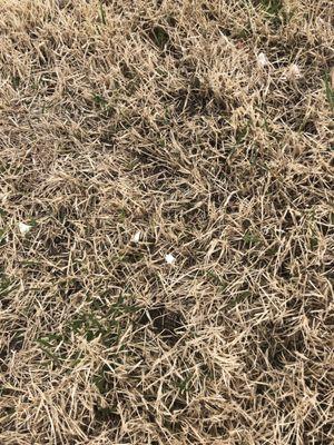 Fragments of pipe left throughout lawn