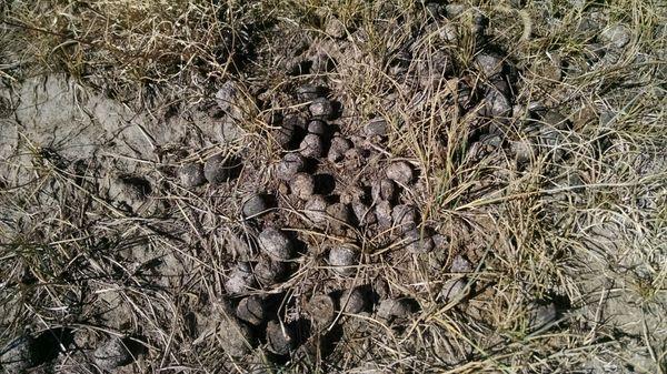 Moose tracks