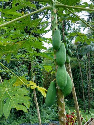 Papaya tree