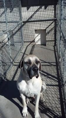 Large dog enjoying a nice sun bath.