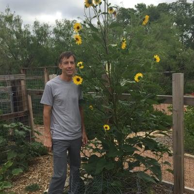 Sunflower plant in the Butterfly Garden at the preserve