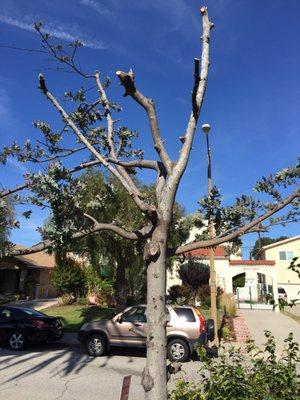 Our Acacia tree that was planted by Rick Wheeler, dying a sad death due to too Much nitrogen.