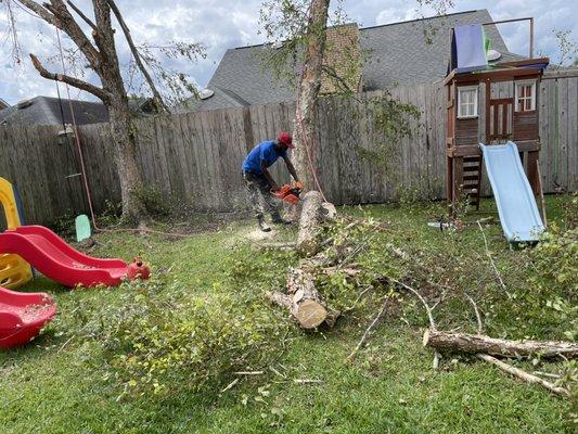 Tree removal and stump grinding