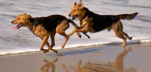 Huntington Dog Beach